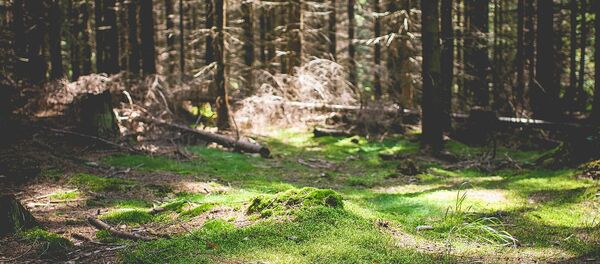 Мох в лесу Мох в лесу - Sputnik Lietuva