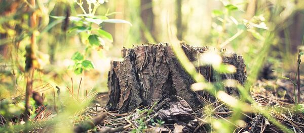 Пень в лесу Пень в лесу - Sputnik Lietuva