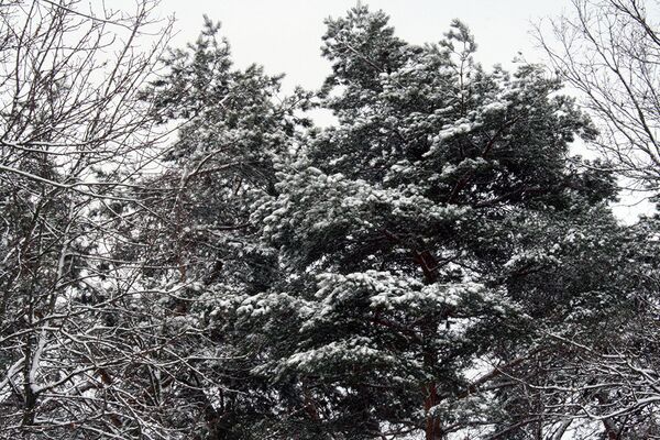 Деревья в снегу в парке Вингис в Вильнюсе - Sputnik Литва