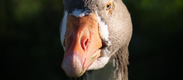 Гусь - Sputnik Литва