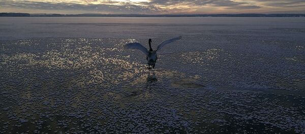 Лебедь в холодной воде регионального парка Метела Лебедь в холодной воде регионального парка Метела - Sputnik Lietuva