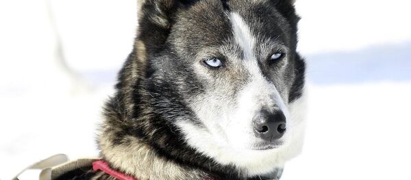 Собака породы лайка Собака породы лайка - Sputnik Литва