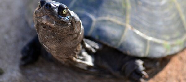 Черепаха Черепаха - Sputnik Литва