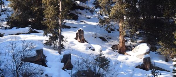 Убить экологию своим руками, Или как тают леса Иссык-Куля Убить экологию своим руками, Или как тают леса Иссык-Куля - Sputnik Lietuva