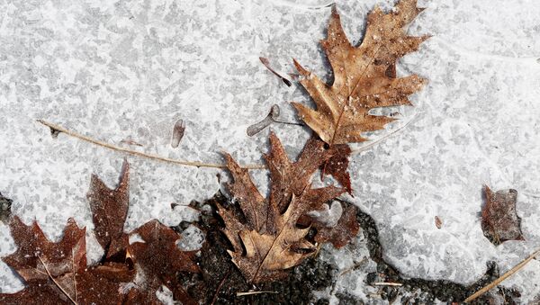 Осенние листья подо льдом - Sputnik Литва