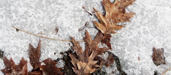 Осенние листья подо льдом Осенние листья подо льдом - Sputnik Lietuva