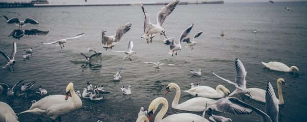 Чайки и лебеди, архивное фото - Sputnik Литва