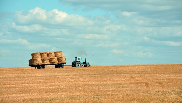 Трактор на поле собирает пшеницу - Sputnik Литва