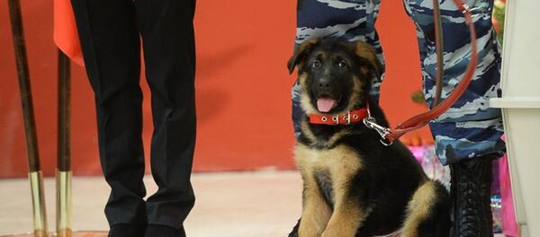 Aviganio šuniukas Aviganio šuniukas - Sputnik Lietuva