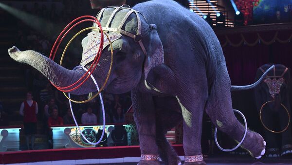 Слон во время циркового номера - Sputnik Lietuva