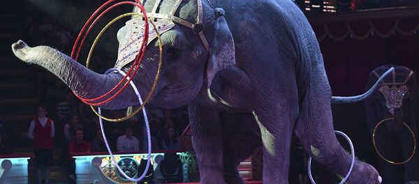 Dramblys cirke Dramblys cirke - Sputnik Lietuva