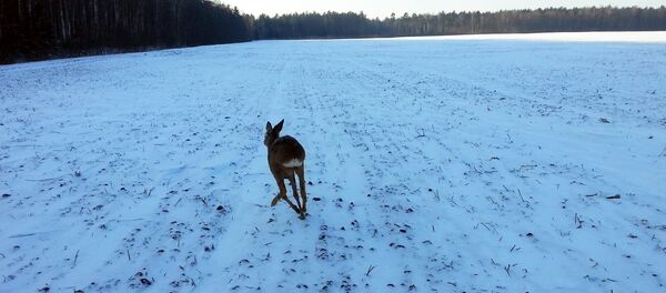 Косуля, которая заблудилась в Шяуляе - Sputnik Lietuva