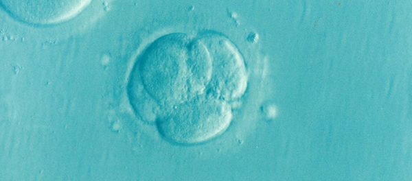 Эмбрион - Sputnik Литва