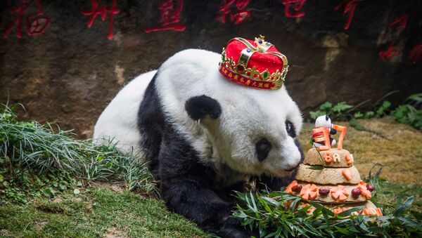 37-летняя панда празднует день рождения - Sputnik Lietuva