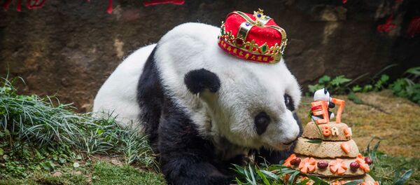 37-летняя панда празднует день рождения 37-летняя панда празднует день рождения - Sputnik Lietuva