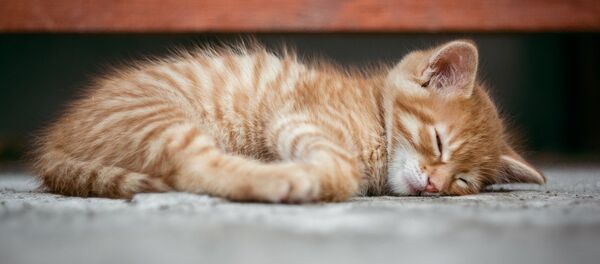 Котенок спит Котенок спит - Sputnik Lietuva