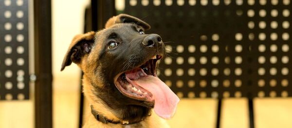 Служебная собака Марс Служебная собака Марс - Sputnik Lietuva