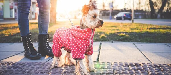 Собака в одежде - Sputnik Литва