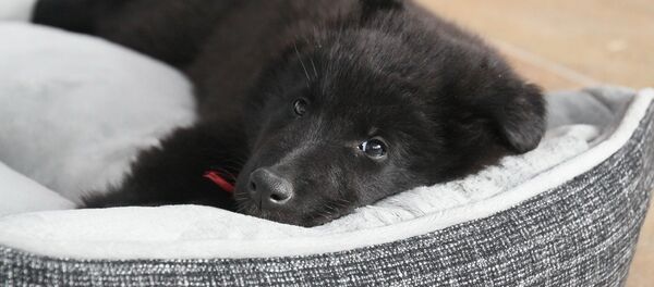 Бельгийская овчарка Бельгийская овчарка - Sputnik Lietuva