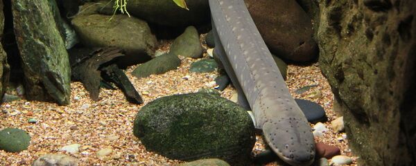 Угорь - Sputnik Литва