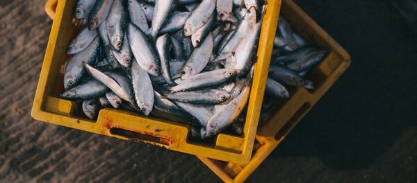 Продажа рыбы Продажа рыбы - Sputnik Lietuva