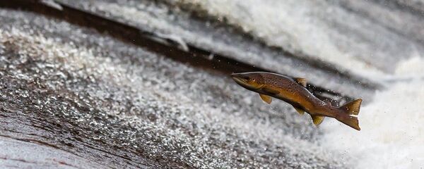 Лосось прыгает в воде - Sputnik Литва