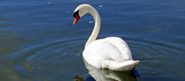 Gulbė Gulbė - Sputnik Lietuva