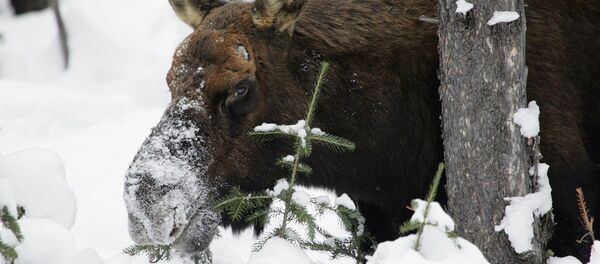 Лось зимой Лось зимой - Sputnik Lietuva