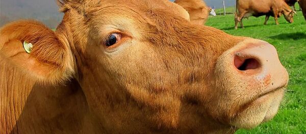 Корова - Sputnik Литва