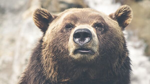 Медведь - Sputnik Литва