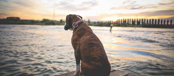 Собака на причале - Sputnik Литва