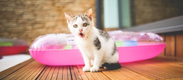 Удивленный кот Удивленный кот - Sputnik Литва