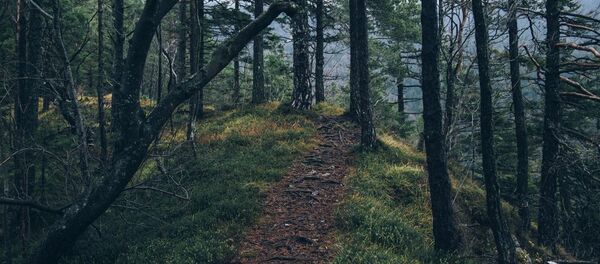 Тропинка в лесу - Sputnik Литва