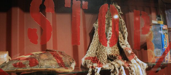 Стенд с мехами и панцирями экзотических животных - Sputnik Литва