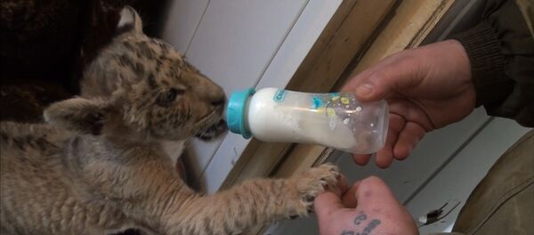 В одном из зоопарков Ростовской области родился лигренок В одном из зоопарков Ростовской области родился лигренок - Sputnik Литва