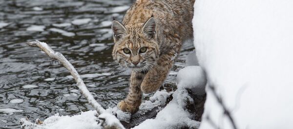 Рысь у реки Рысь у реки - Sputnik Lietuva