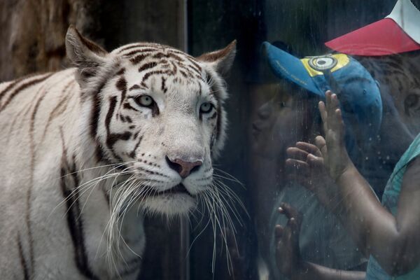 Ребенок пытается поцеловать белого бенгальского тигра - Sputnik Литва