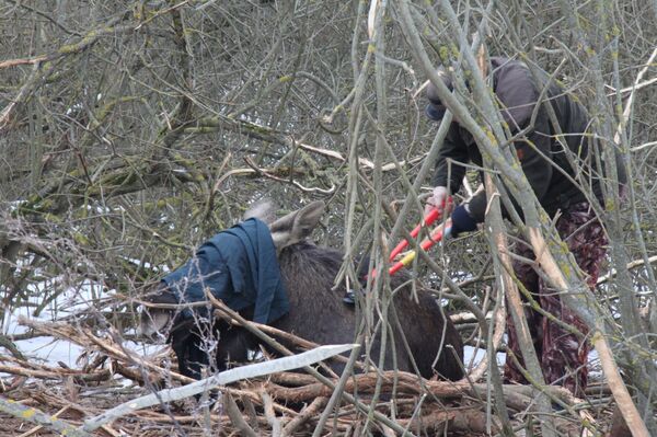 Лося спасли из силков Лося спасли из силков - Sputnik Lietuva