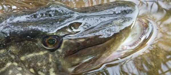 Щука Щука - Sputnik Lietuva