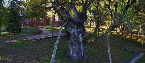 Литовский претендент на дерево года Европы Литовский претендент на дерево года Европы - Sputnik Lietuva