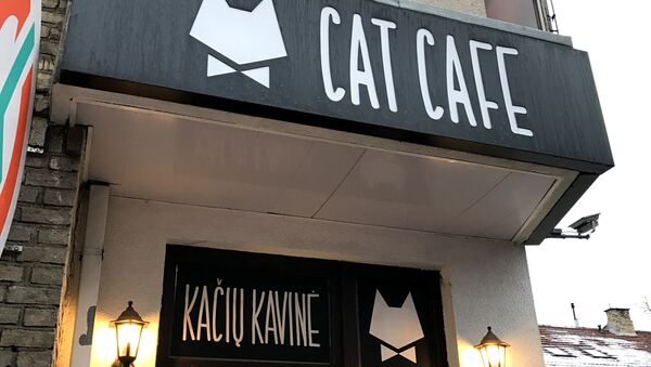 Вход в кошачье кафе Cat cafe в Вильнюсе - Sputnik Lietuva