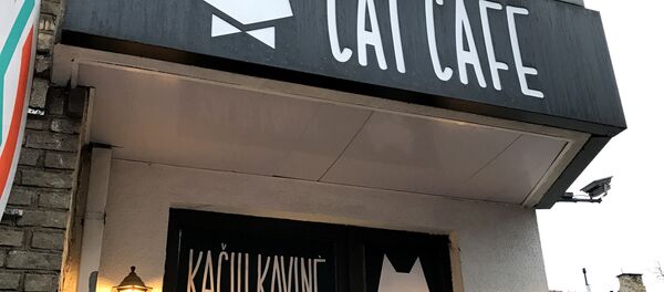 Вход в кошачье кафе Cat cafe в Вильнюсе Вход в кошачье кафе Cat cafe в Вильнюсе - Sputnik Lietuva