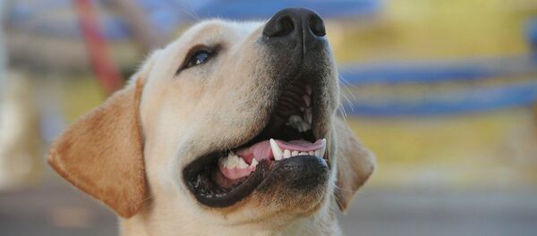 Лабрадор - Sputnik Lietuva