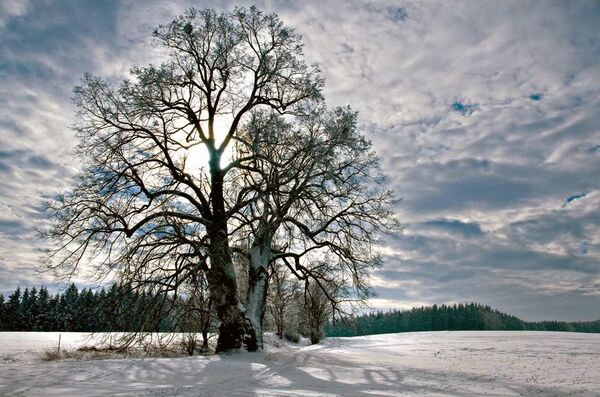 Лаймовое дерево из Чехии Лаймовое дерево из Чехии - Sputnik Lietuva