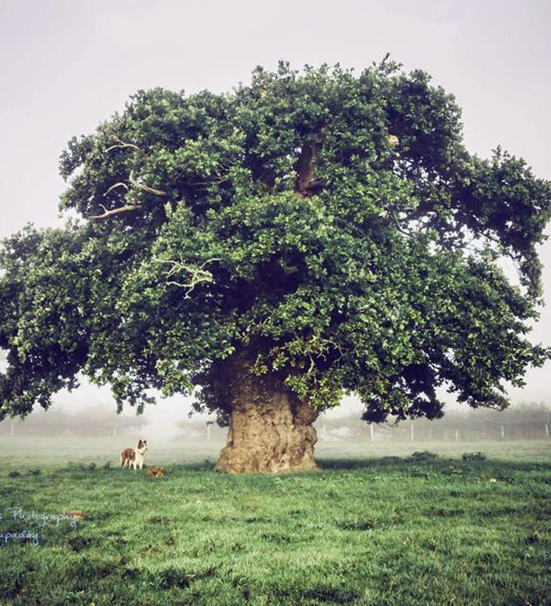 Дерево ис. Самый красивый дуб. Дуб дерево. Валлийский дуб. Дерево с фотографиями.