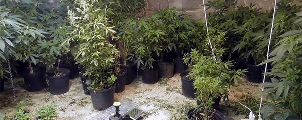 Подпольная конопля в Каунасе Подпольная конопля в Каунасе - Sputnik Литва