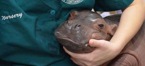 Бегемотик Фиона - Sputnik Lietuva