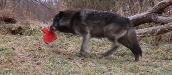 День святого Валентина в зоопарке Детройта - Sputnik Lietuva