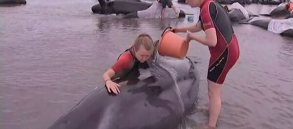 Дельфины совершили попытку массового самоубийства в Новой Зеландии - Sputnik Литва