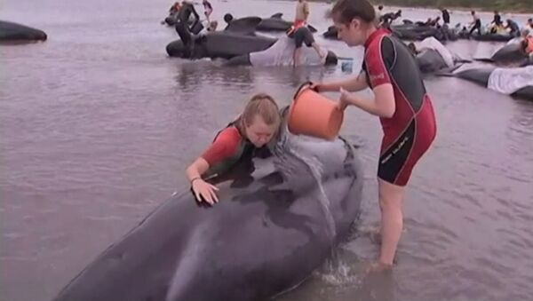 Дельфины совершили попытку массового самоубийства в Новой Зеландии - Sputnik Lietuva